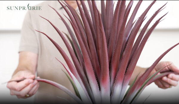 Hyper Realistic Big Red Artificial Aloe Vera Plant 26 Inches Tall. - Image 3